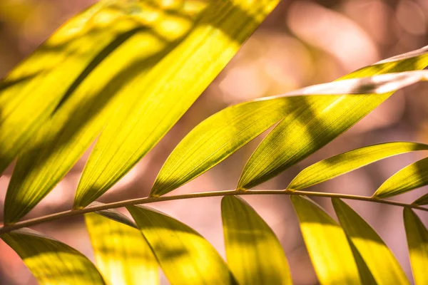 Palmblatt im Dschungel über die Natur — Stockfoto