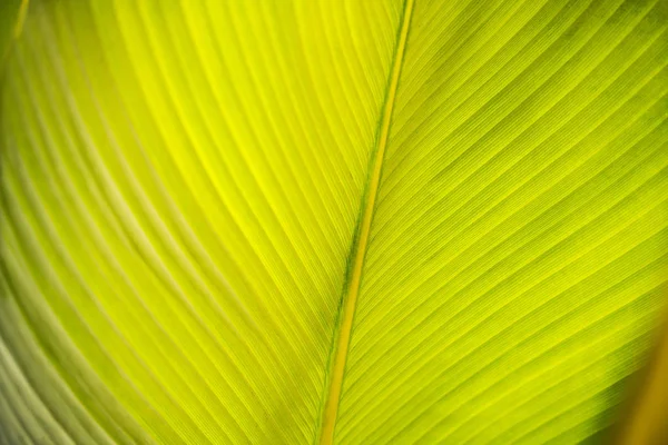 Grünes tropisches Blatt im Freien für botanischen Hintergrund — Stockfoto