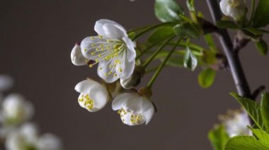 Kiraz ağacı çiçekleri koyu bir arka planda çabucak açar.