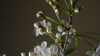 Koyu arkaplanda kiraz çiçekleri açar.