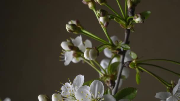 Boom kersenbloesems bloeien op donkere achtergrond — Stockvideo