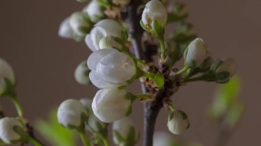 Koyu arkaplanda kiraz çiçekleri açar.