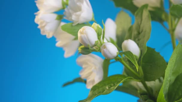 Λευκό λουλούδι ανθίζει σε μπλε φόντο — Αρχείο Βίντεο