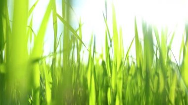 Parlak yeşil çimenler gün batımında bir tarlada