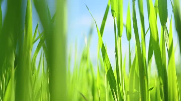 herbe vert vif dans un champ au coucher du soleil