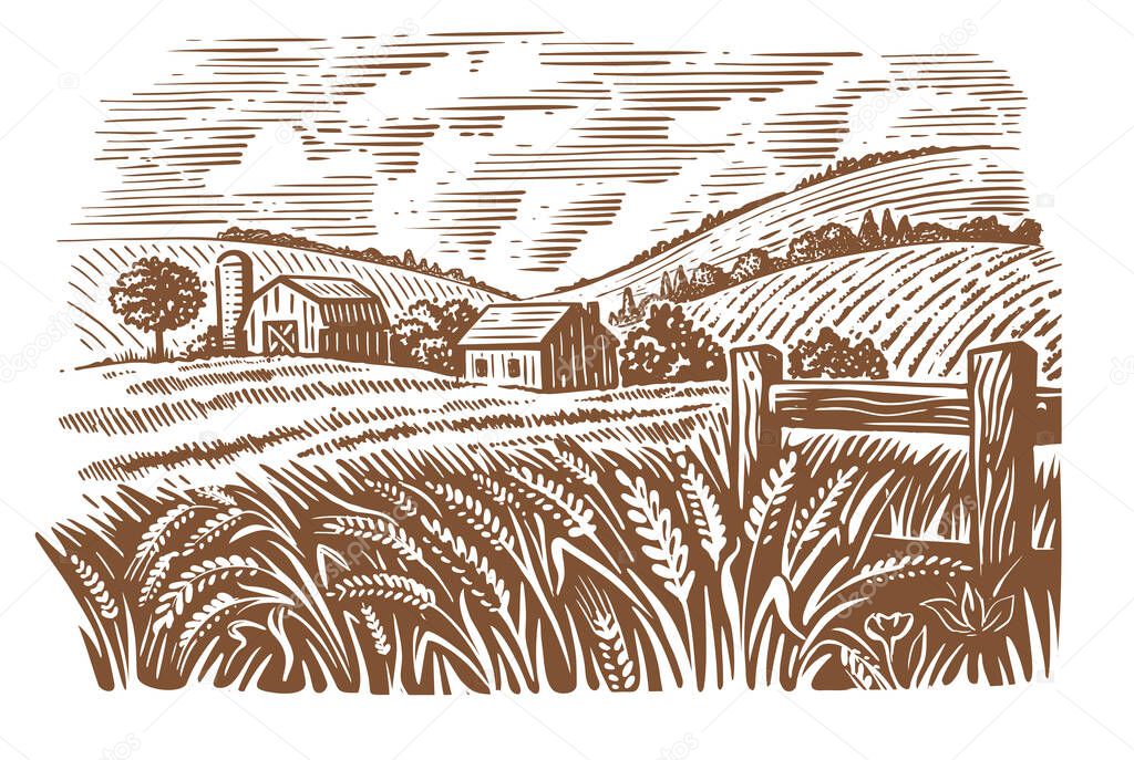village on Sunny day field of wheat sketch 