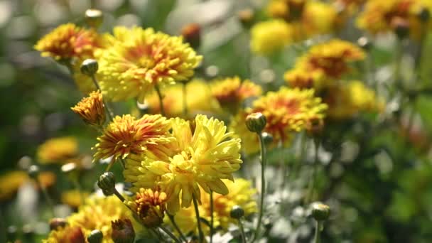 Žluté chryzantémy houpající se ve větru — Stock video