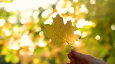 Kadınlar sonbahar ormanlarında el çırpar.