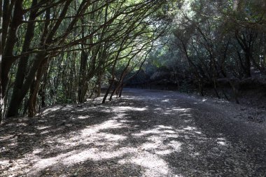 Tenerife üzerinde Anaga Doğa Parkı Yol