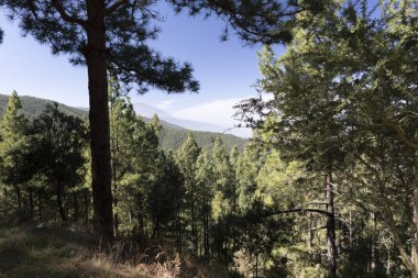 Tenerife adasındaki ormanlar