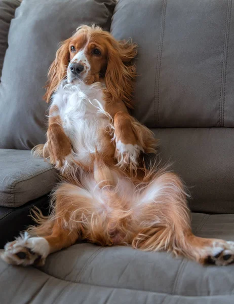 Cute funny dog pet sitting on a sofa with a human-like posture. The animal is a cocker spaniel with brown and white hair