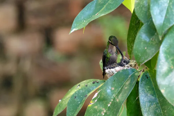 Cuban hummingbird or zunzun feeding pigeons in the nest