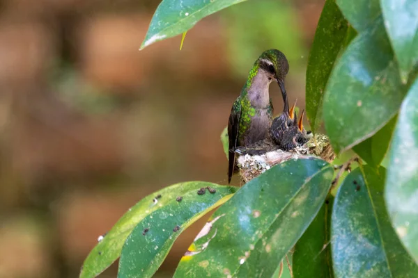 Bee Hummingbird feeding pigeons