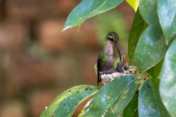 Bee Hummingbird feeding pigeons