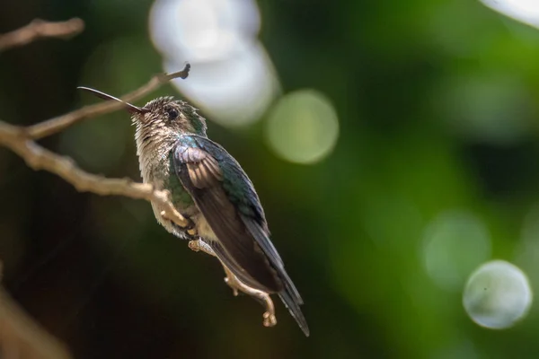 Santa Clara, Cuba, Bee Hummingbird