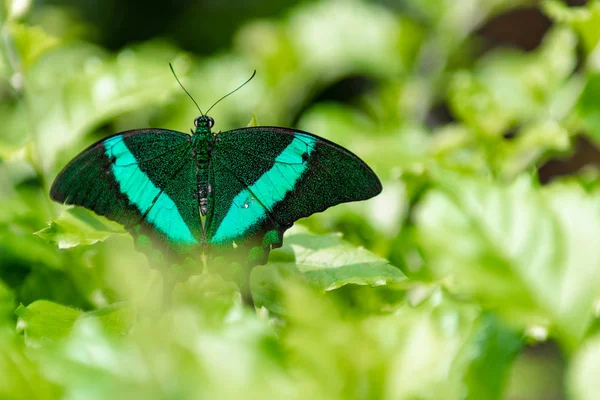 Butterfly with green and black wings