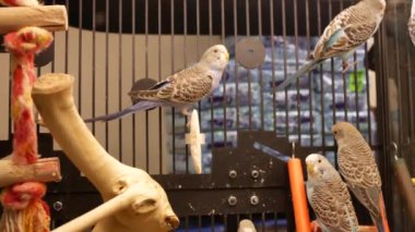 Kafesin içinde petsmart süslü muhabbet hareketi saklamak 