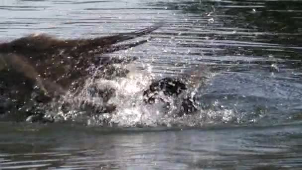 Ağır Çekim Güzel Ördek Göl Üzerinde Uçmak Için Kanat Yayılıyor — Stok video