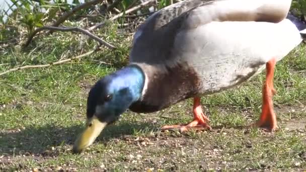 Câmera Perseguição Pato Encontrar Alimentos Perto Lago — Vídeo de Stock