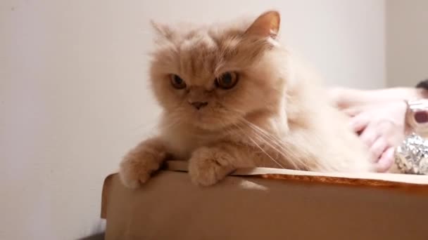 Motion Persian Cat Playing Toy People Box — Stock Video