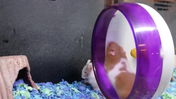 Hareket Petsmart Mağazasında Kafesin Içine Tekerlek Oynayan Komik Skrian Hamster — Stok video