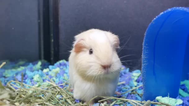 Movimento Cobaias Engraçadas Comendo Erva Daninha Dentro Gaiola Loja Animais — Vídeo de Stock