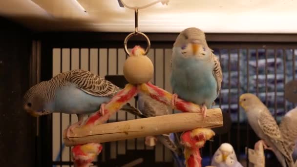 Petsmart ケージで派手なインコのモーションを保存します — ストック動画