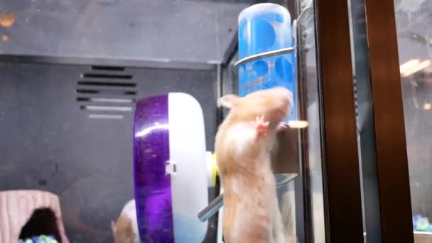 Motion Funny Skrian Hamster Climbing Cage Petsmart Store — Stock Video