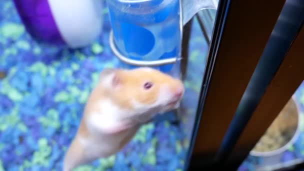 Borrão Movimento Hamster Engraçado Skrian Escalada Dentro Gaiola Loja Petsmart — Vídeo de Stock