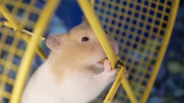 Motion Funny Skrian Hamster Grinding Teeth Cage Petsmart Store