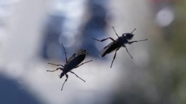 Penceresindeki iki böceklerin hareket bulanıklığı Park yerinde hareketli araba
