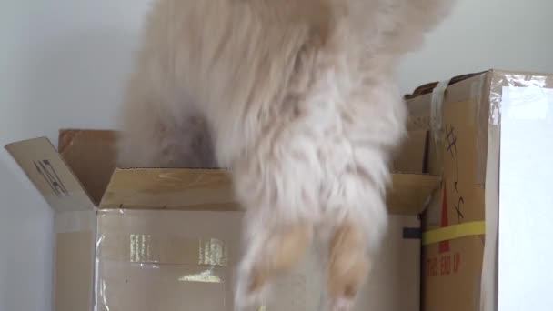 Медленное Движение Персидской Кошки Прыгающей Коробку — стоковое видео