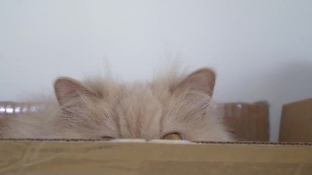 Pohyb Perská Kočka Hraje Schovávanou Lidmi Uvnitř Krabice — Stock video