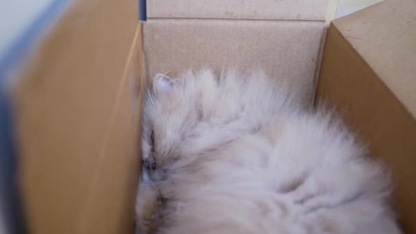 Bewegung Einer Verschlafenen Perserkatze Box — Stockvideo