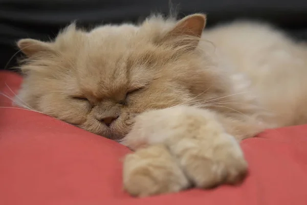 ベッドの上の眠そうなペルシャ猫の運動 — ストック写真