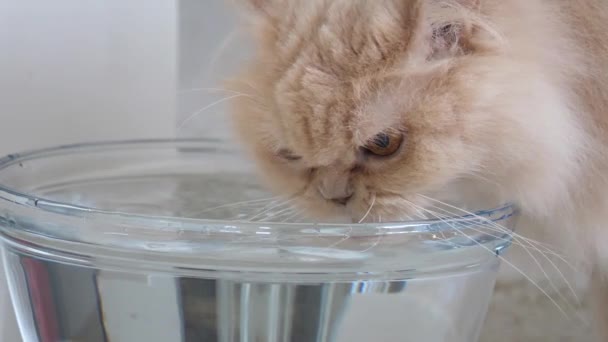 家で水を飲むペルシャ猫の運動 — ストック動画