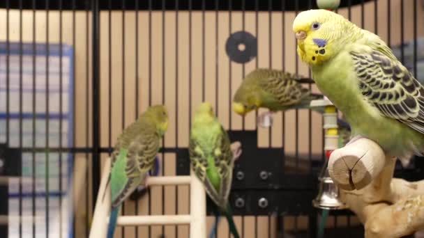 Κίνηση Του Φανταχτερό Parakeet Κλουβί Μέσα Στο Petsmart Κατάστημα — Αρχείο Βίντεο