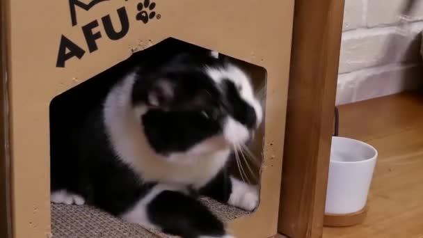 Ruchu Pręgowany Kot Oglądania Grania Ludźmi Domu — Wideo stockowe