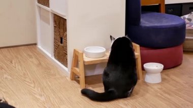 Hareket tekir kedi evde yemek yeme