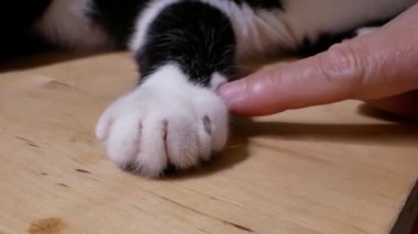 Kadının tekir kedi el evde dokunmadan hareket