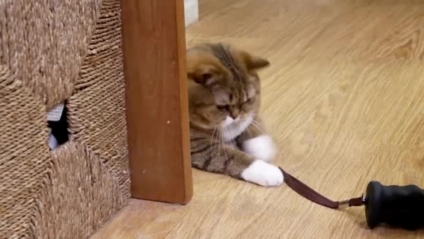 Gerak Kucing Tabby Menonton Dan Bermain Dengan Orang Orang Rumah — Stok Video