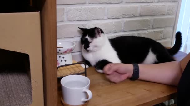 Movimiento Mujer Alimentando Comida Gato Tabby Casa — Vídeos de Stock