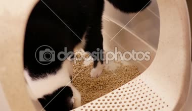 Tekir kedi evde kapalı çöp kutusunu kullanarak hareket