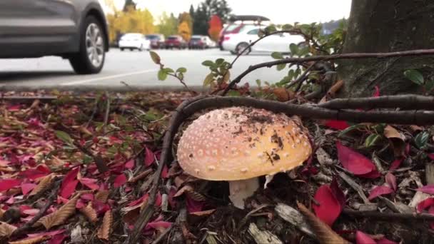 Motion Wooden Mushroom Looks Hamburger Bread Tree Root Public Parking — Stock Video