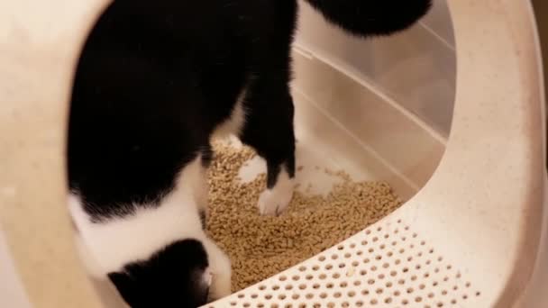 Рух Кішки Таббі Допомогою Закритої Коробки Сміття Домашніх Умовах — стокове відео