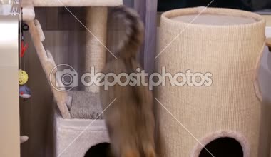 Tekir kedi kürk evde penye kadın hareketi 