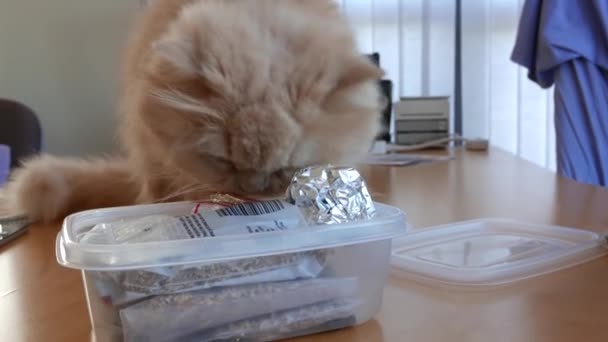 Rörelse Persisk Katt Luktar Gräs Bordet Hemma — Stockvideo