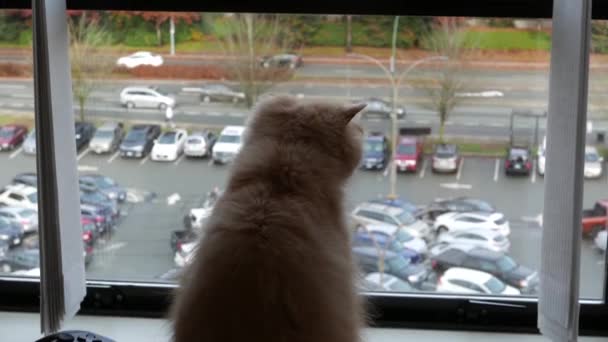 ペルシャ猫のテーブルに座って 自宅の窓の外を見ての動き — ストック動画