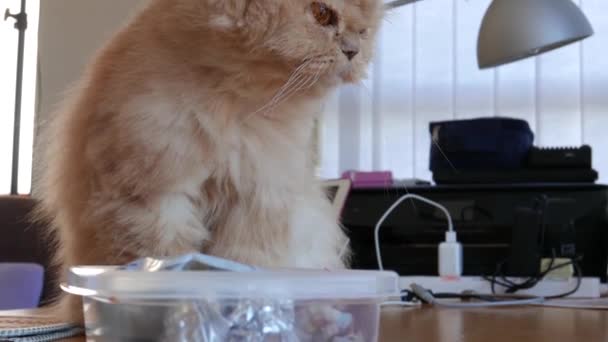Movimento Gato Persa Limpando Sua Pele Mesa Casa — Vídeo de Stock