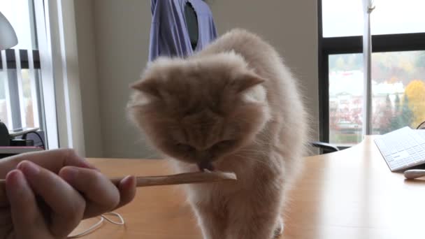 Hareket Kadının Saç Fırçası Yapıştırma Için Kedi Besleme — Stok video